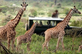 Safari in Maasai mara